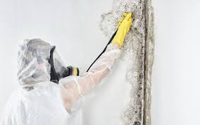 Best Asbestos and Lead Testing During Mold Inspection in USA